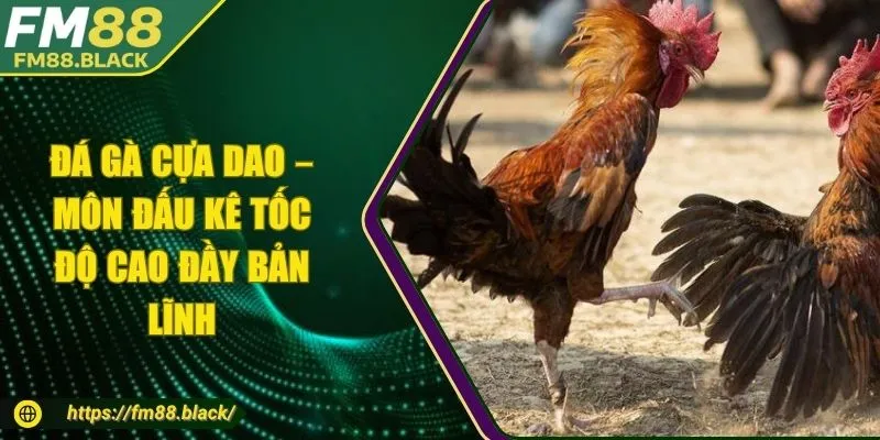Đá Gà Cựa Dao – Môn Đấu Kê Tốc Độ Cao Đầy Bản Lĩnh