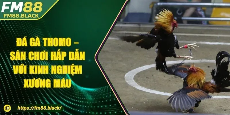 Đá Gà Thomo – Sân Chơi Hấp Dẫn Với Kinh Nghiệm Xương Máu