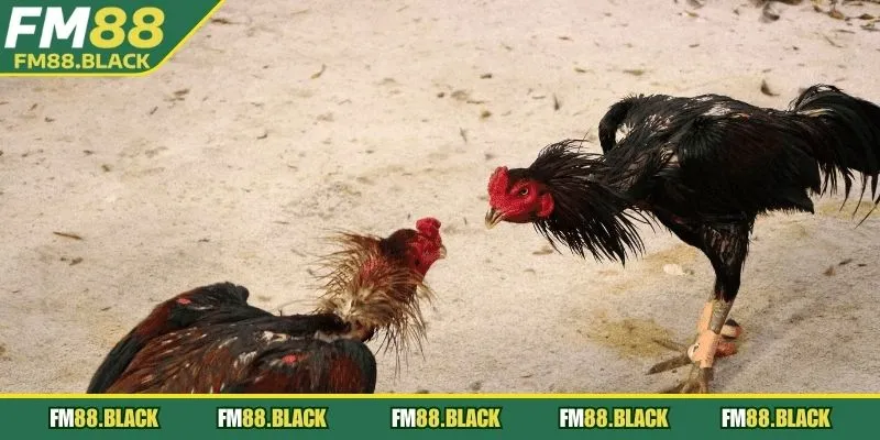 Đấu cựa sắt làm tăng thêm tính hấp dẫn và độ xác thương