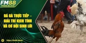 Đá Gà Trực Tiếp – Giải Trí Kịch Tính Và Cơ Hội Sinh Lời