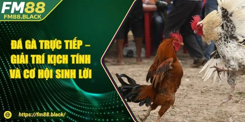 Đá Gà Trực Tiếp – Giải Trí Kịch Tính Và Cơ Hội Sinh Lời