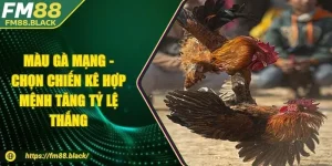 Màu Gà Mạng - Chọn Chiến Kê Hợp Mệnh Tăng Tỷ Lệ Thắng